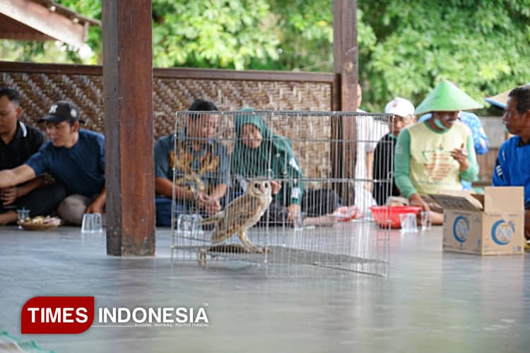 Senjata Alami Hama Tikus, Dispertan Banyuwangi Lepaskan 421 Burung Hantu
