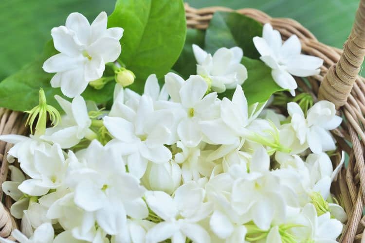 5 Jenis Bunga yang Dianggap Punya Aura Mistis, dari Melati hingga Kenanga