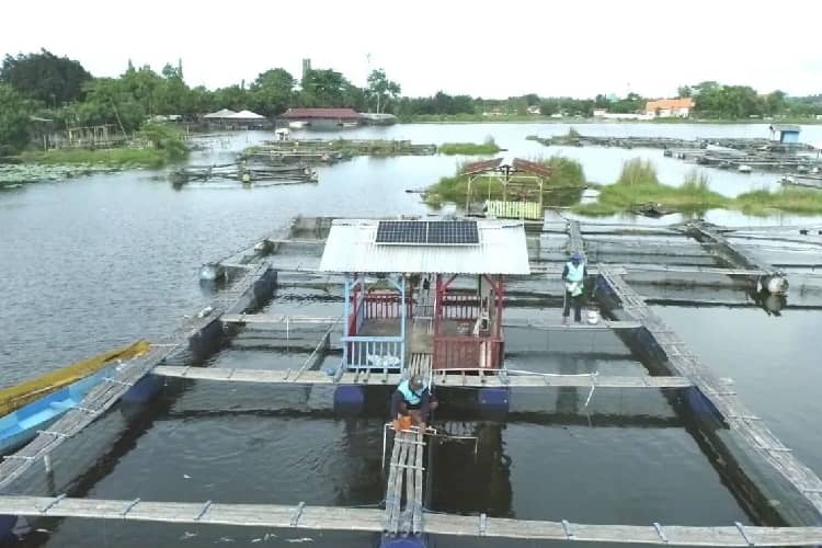 Wujudkan Transisi Energi dan Produktivitas, PLN Indonesia Power Pasang PLTS di Keramba Nelayan Danau Ranu