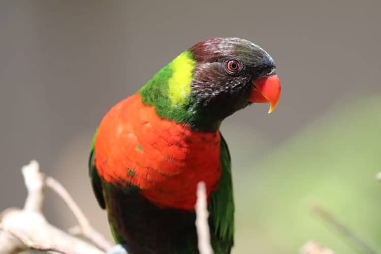 Lestarikan Perkici Dada Merah yang Terancam Punah, Taman Safari Bali Resmikan Lorikeet Breeding Center