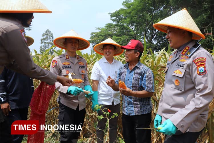 Polresta Malang Kota Gelar Panen Raya Jagung Kuartal III 2025