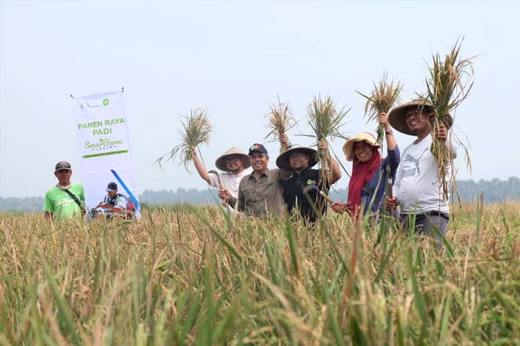 INFO GRAFIK: Produksi Beras Capai Rekor Tertinggi
