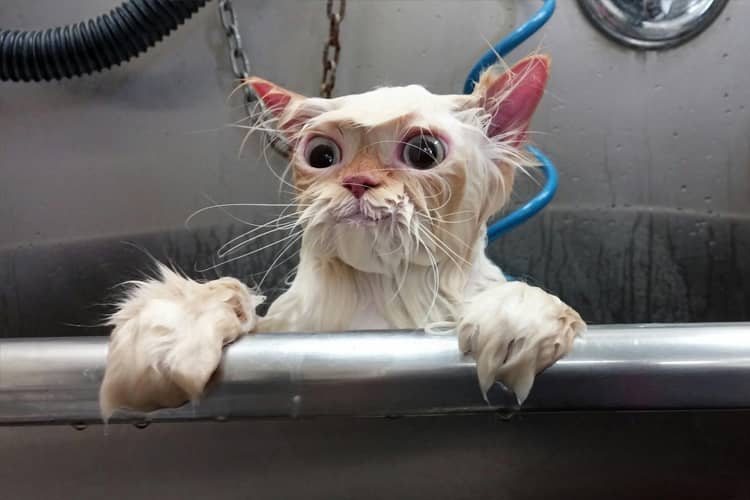 Kenapa Kucing Takut Air? Ini Penjelasan Ilmiahnya