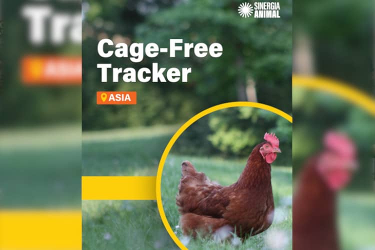 Laporan Asia Cage-Free Tracker 2025 Soroti Lambatnya Transparansi Perusahaan Pangan