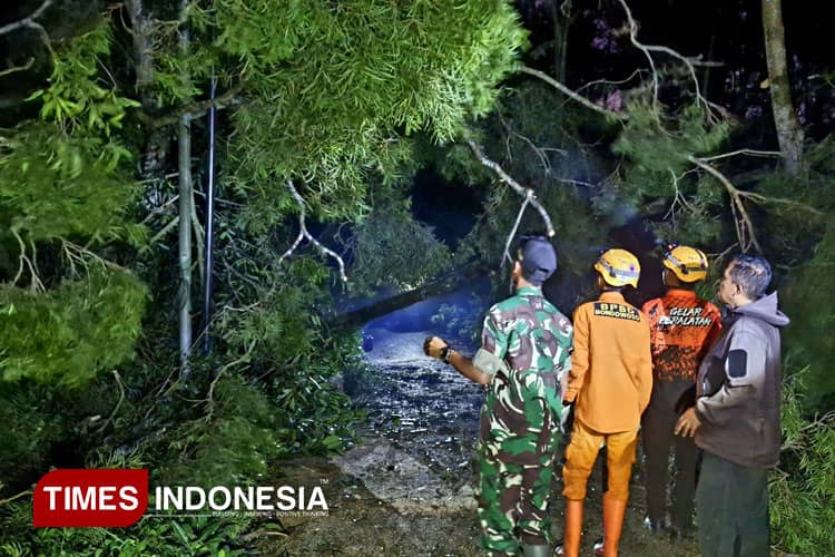Waspada Angin Kencang dan Pohon Tumbang di Tengah Libur Nataru
