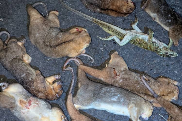 15 Ekor Kuskus Matabiru Endemik Ternate Dibantai di Hutan Tolire, 4 Pemburu Diamankan Warga