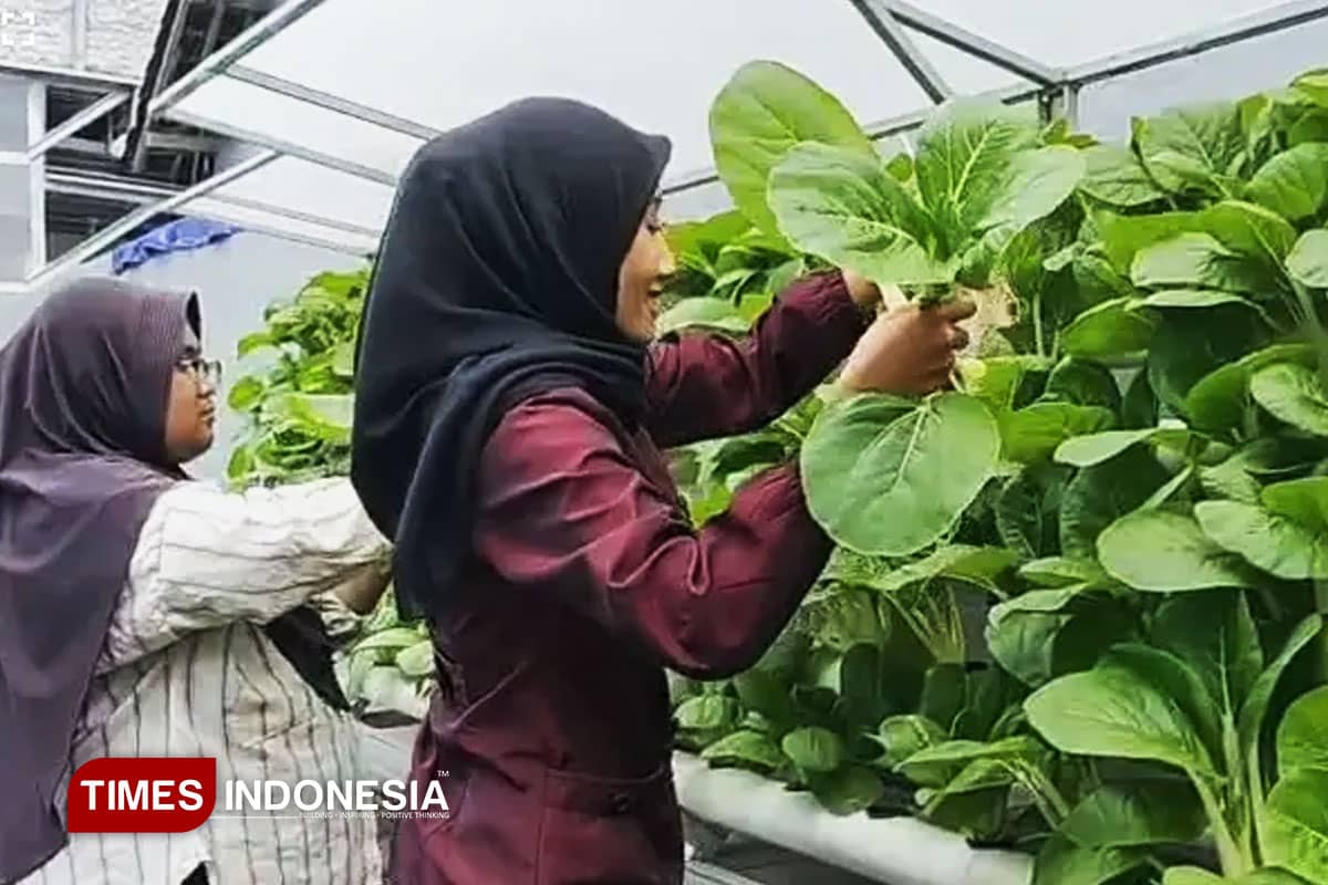 Panen Selada Iceberg dan Sawi Batang Putih; UNIPMA Sukses Terapkan Perkuliahan Hidropnik