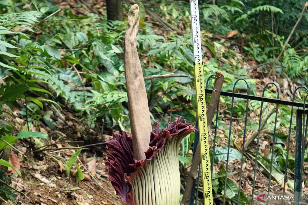 Setelah 12 Tahun Menunggu, Bunga Bangkai Raksasa Mekar di Kebun Raya Bogor