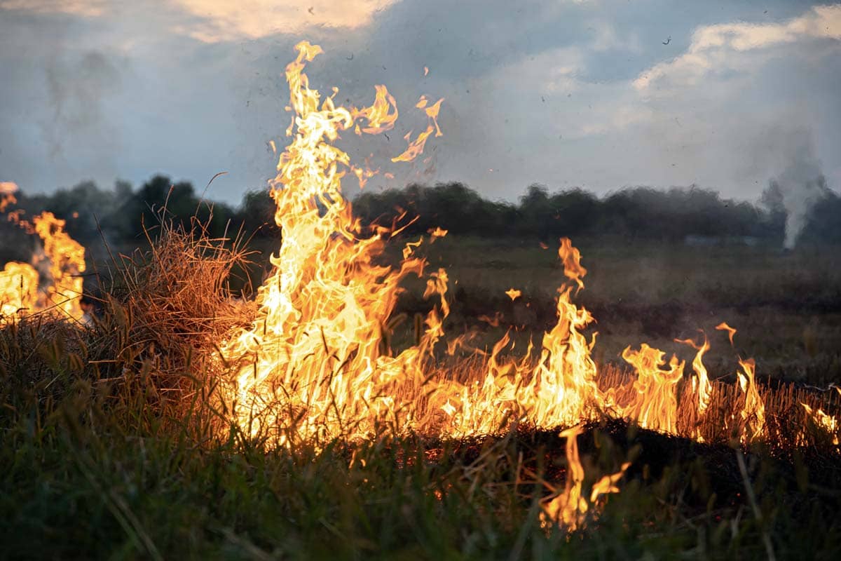 Korsel Kerahkan 51 Helikopter Padamkan Kebakaran Hutan di Hamyang
