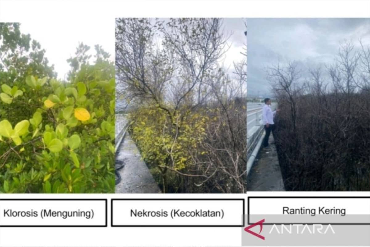 Ratusan Mangrove di Benoa Bali Mati Diduga Tercemar Logam Berat