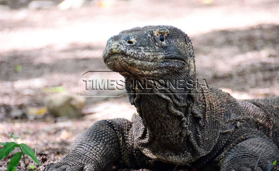 Komodo: Jantung Pariwisata dan Keseimbangan Alam di Labuan Bajo