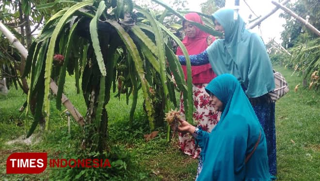 Wow, di Gresik Kini Ada Wisata Petik Buah Naga