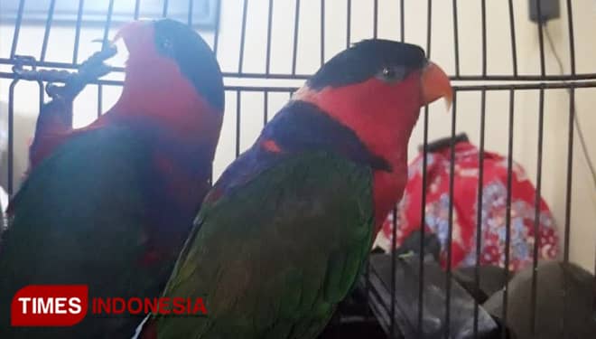 Polres Probolinggo Tangkap Penjual Nuri Kepala Hitam di Facebook
