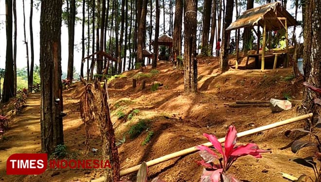 Hutan Pinus Gogoniti Amazing Blitar yang Sejuk dan Nyaman