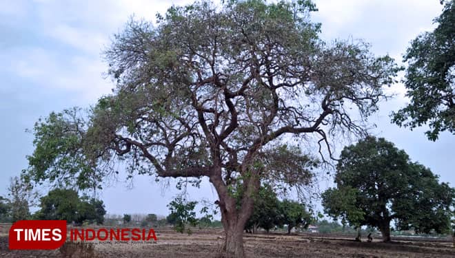 Juwet, Buah Kaya Manfaat yang Mulai Langka
