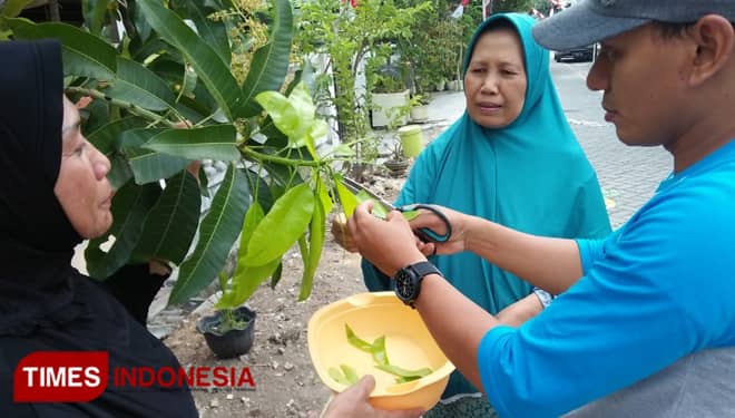 Di Bojonegoro, Daun Mangga Diolah Menjadi Minuman Segar