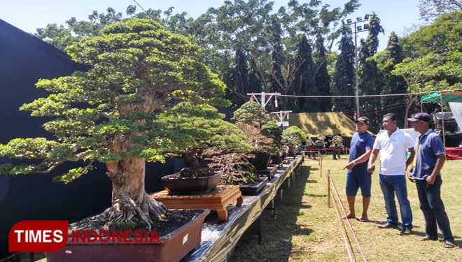 Ratusan Bonsai Unik Meriahkan Festival Bonsai Nasional di Bondowoso
