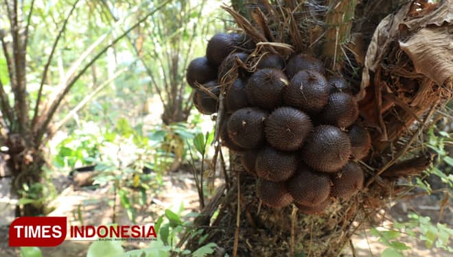 Salak Gula Pasir Bali Mulai Ekspor ke Kamboja