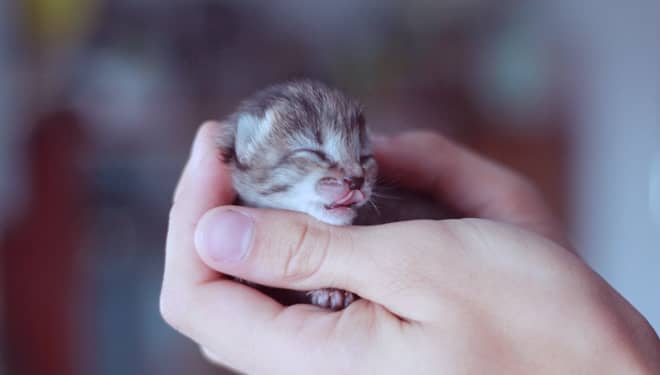 Begini Ciri Kucing Jika Nyaman Bersama Anda