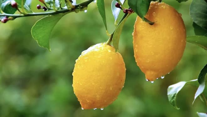 Enam Manfaat Buah Lemon untuk Kesehatan Tubuh