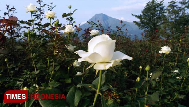 Desa Sidomulyo Desa Wisata Sejuta Bunga
