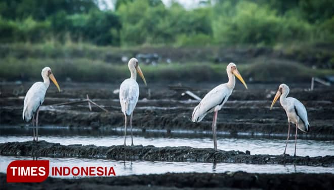 Daerah Pesisir di Probolinggo Jadi Tempat Favorit Bangau Bluwok