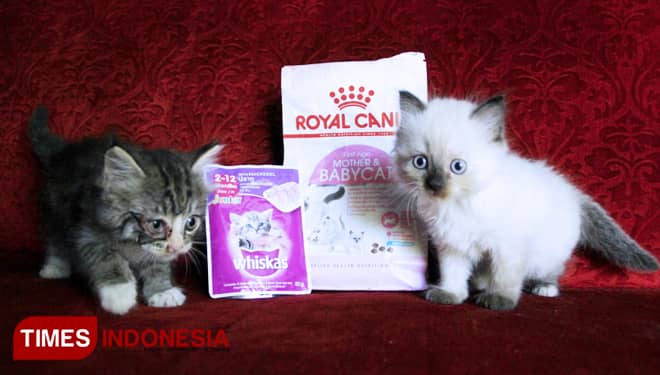 Ingin Kucing Sehat dengan Bulu Terawat, ini Makanan Kucing yang Tepat