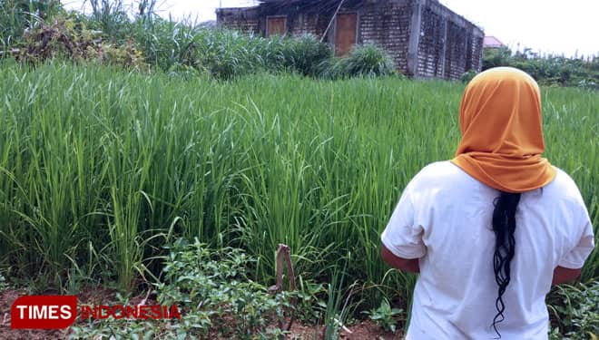Hama Tikus Serang Tanaman Padi di Pamekasan