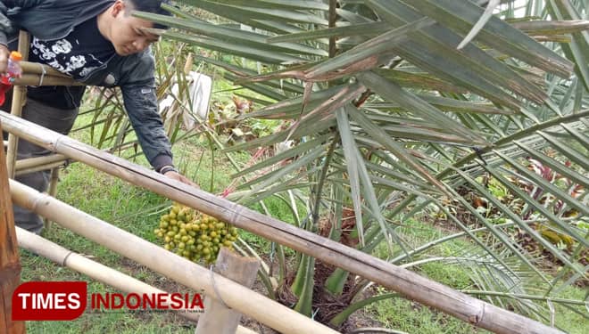 Wow! Pohon Kurma di Agrowisata Green Garden Magetan Sudah Berbuah