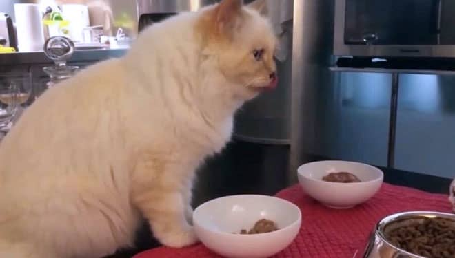 Choupette the Billionaire Cat