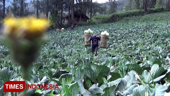 Diguyur Abu Vulkanik Bromo, Petani Sayur Tengger Langsung Panen 