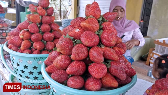 Di Jalur Sarangan Magetan, Ada Kebun Strawberry Bisa Dipetik Sendiri Lho