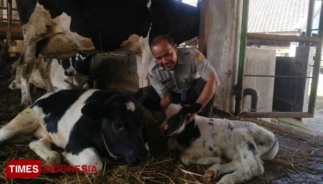 Arjuna, Pedet Persilangan Belgian Blue Lahir di Lereng Arjuno