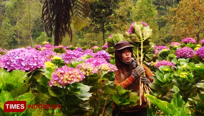 Merugi, Petani Bunga di Kota Batu Ubah Cara Pemasaran Hasil Buminya