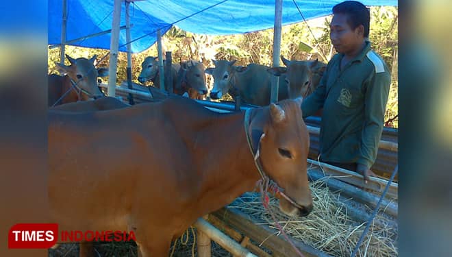 Keunggulan Sapi Madura Diakui Bangsa Belanda