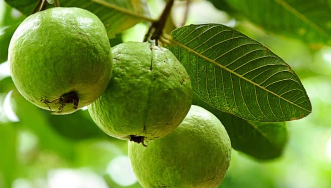 Enam Manfaat Daun Jambu Biji untuk Kesehatan