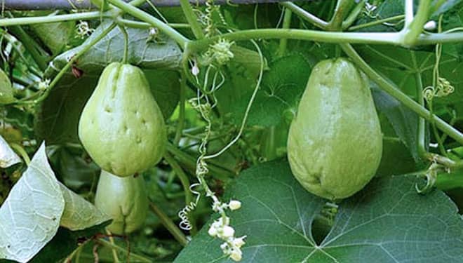 Labu Siam, Sayuran Sehat Aman untuk Asam Urat