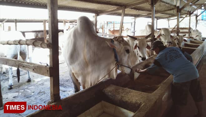 Jelang Idul Adha, Permintaan Sapi Jumbo di Gresik Meningkat