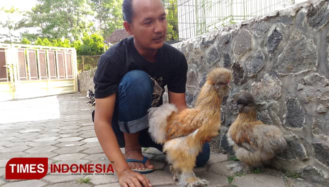 Warga Mbah Joyo Pelihara Ayam Berbulu Kucing