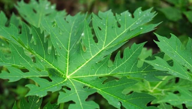8 Manfaat Daun Pepaya untuk Kesehatan Tubuh