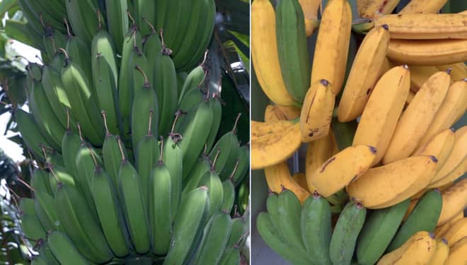 Kementan RI Buka Akses Pasar Pisang Raja Sumatera