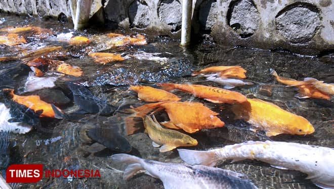 Simbol Keberuntungan, Koi jadi Primadona Blitar