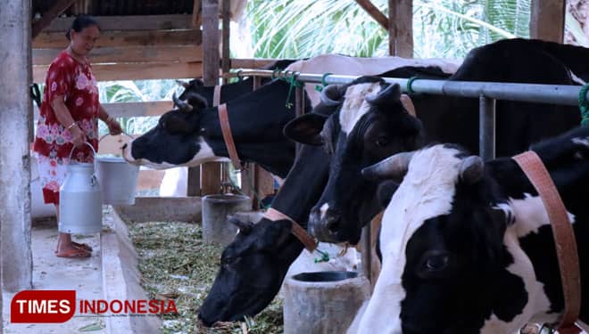 Wisata Kampung Sapi Adventure