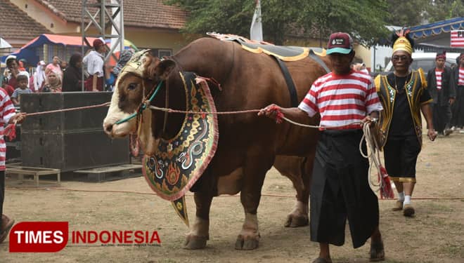Kontes Hewan Ternak di Jember Diikuti Ratusan Peserta dari Berbagai Daerah