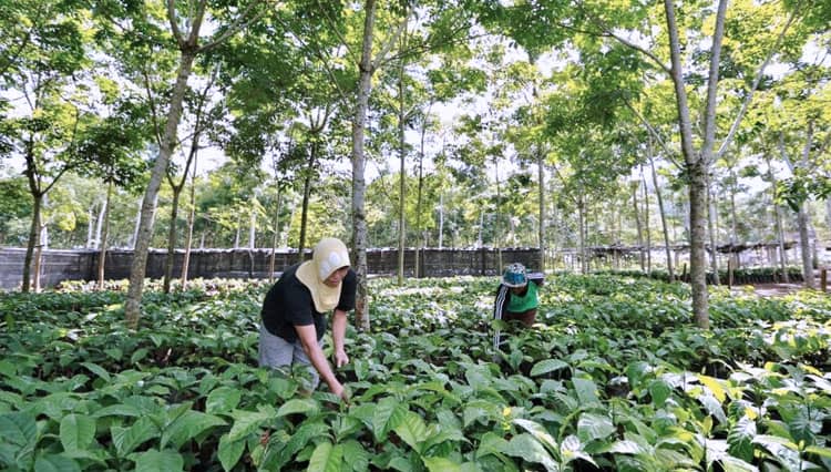 Banyuwangi Kembangkan Wisata Kreatif Berbasis Kopi Khas Malangsari
