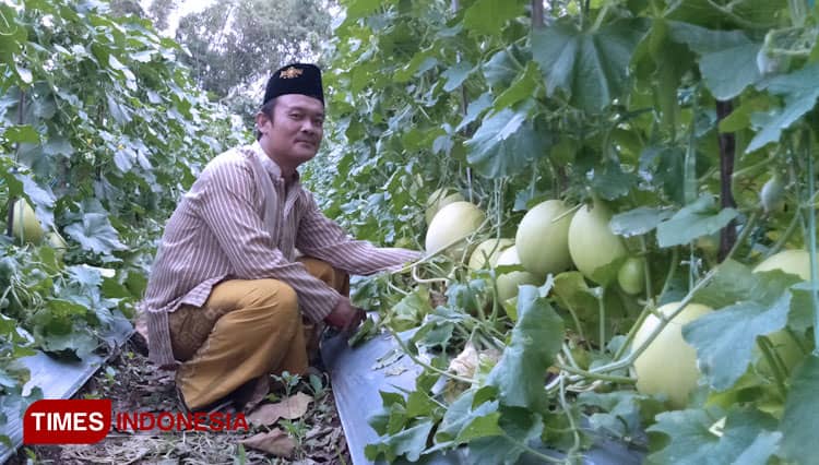 Manfaatkan Lahan Ponpes, Santri di Gresik Diajak Budidaya Melon