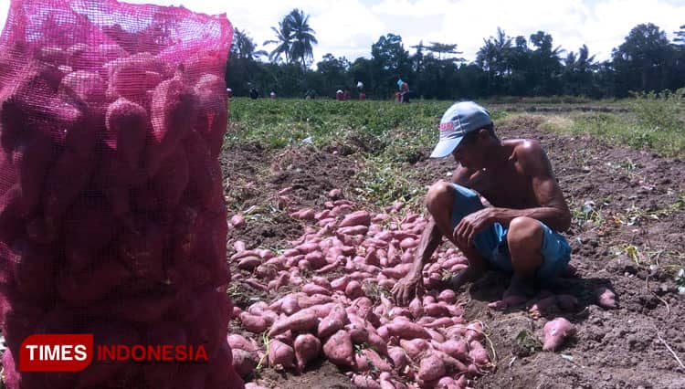 Banyuwangi Panen Raya Ubi Jalar, Tapi Harganya Murah
