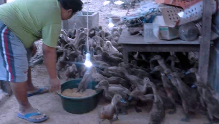 Bebek dari Peternakan Sri Rejeki Kota Madiun Dagingnya Sehat dan Kenyal