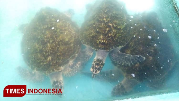 Melihat Penangkaran Penyu Pantai Gemawing Trenggalek, Seperti Ini Modelnya