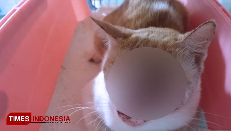 Kasus Penembakan Mata Kucing, Ini Ternyata Motif Pelaku